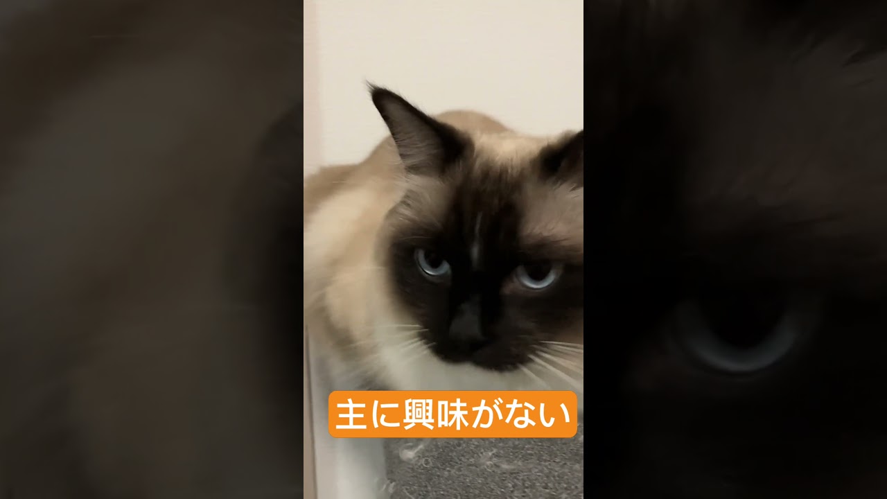 ラグドールのたぬきみたいな猫 #cat #ラグドール #ragdoll #猫 #ragdollkittens @tanutoko