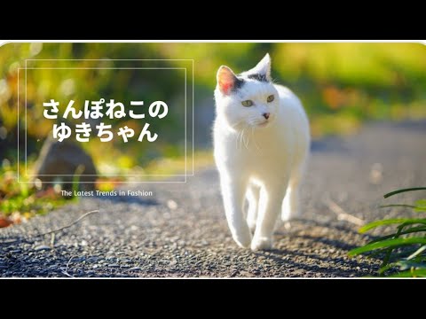 【さんぽねこのゆきちゃん】唯一無二な猫の町さんぽ│左腰にまん丸の日の丸ぶち│筆先尻尾のジャパニーズ・ボブテイル│姫様みたいな麻呂眉化粧│凛とした立ち振る舞い所作は上品でエレガント│熱海│伊豆