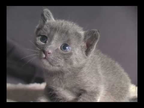 Lovely Korat kitten