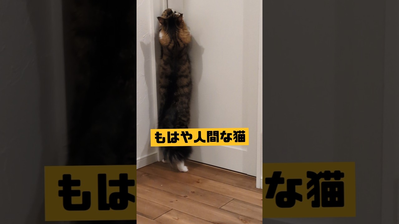 もはや人間な猫 #メインクーン #猫のいる暮らし