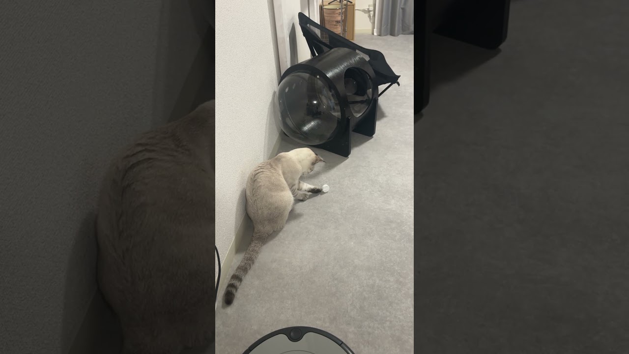 寂しそうな遊び方をしてる？　#元保護猫 #シャムトラ #シャムミックス #cat #猫耳 #kitten #シャムmix #猫耳 #siamese mix