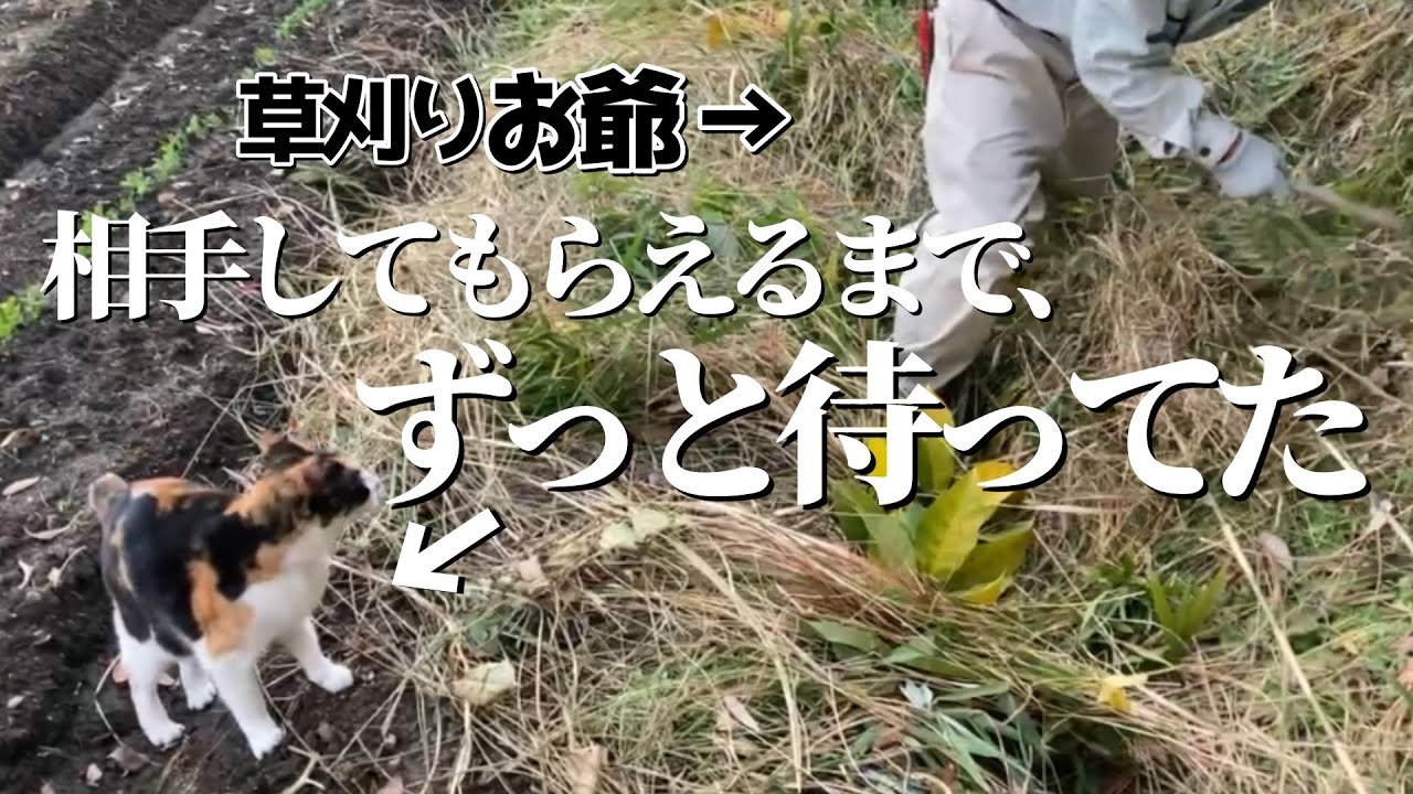 爺に構って欲しくて待ち続ける猫vs終始ちょっかいかける孫🥊