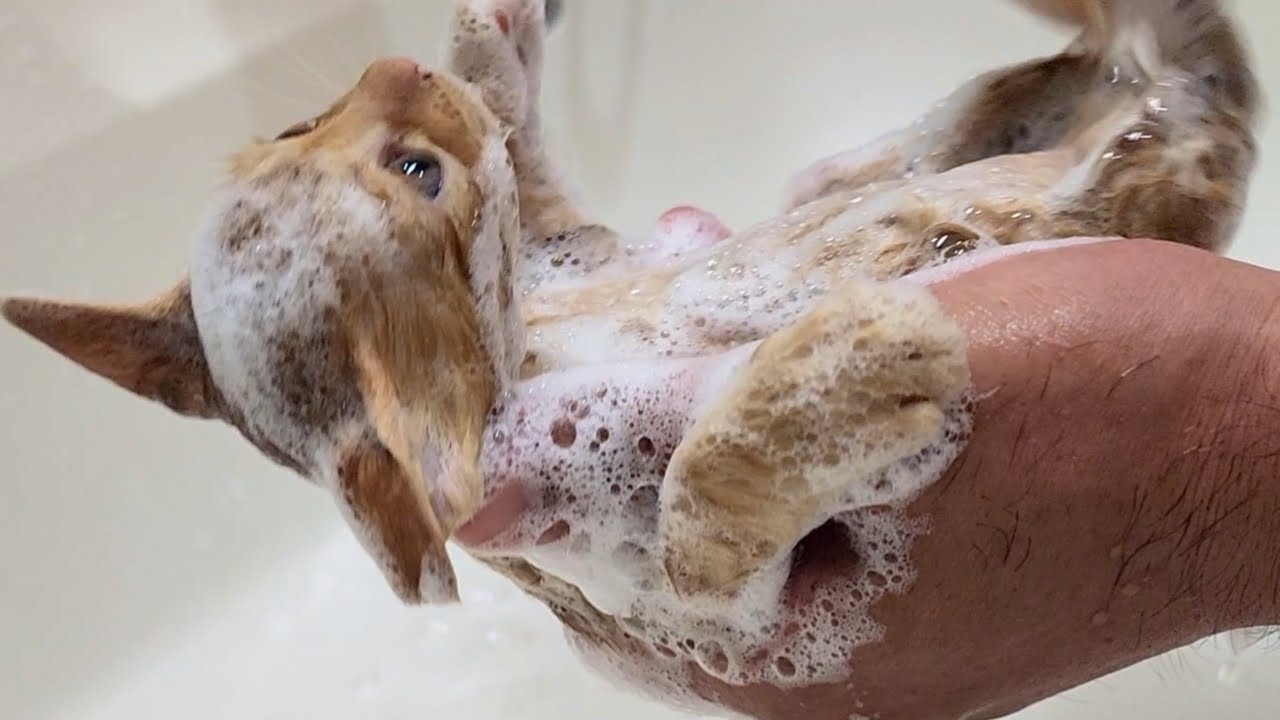 ノミだらけだった子猫のシャンプー