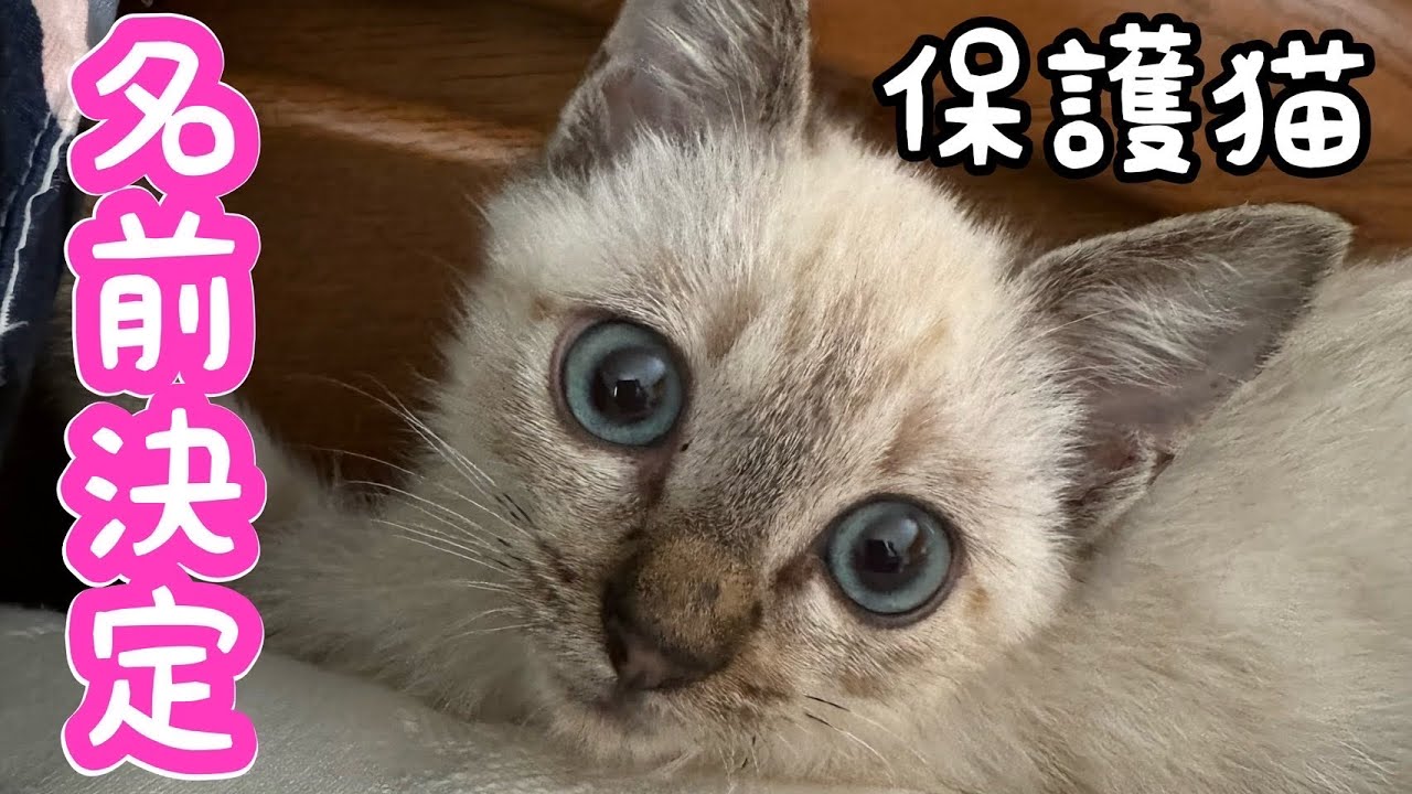 玄関前で丸まってた野良猫の名前が決まりました！！！