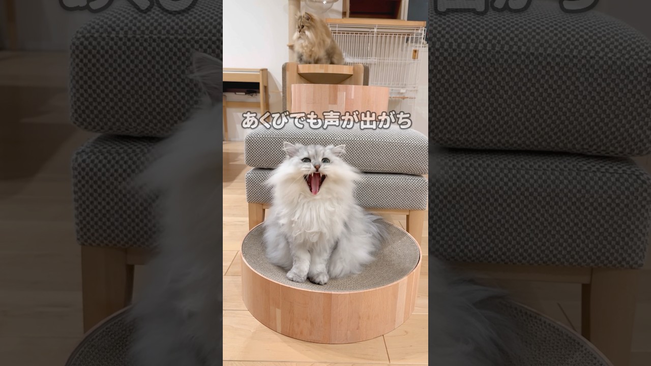 上下で並んでいる猫 【サイベリアン】 #Shorts