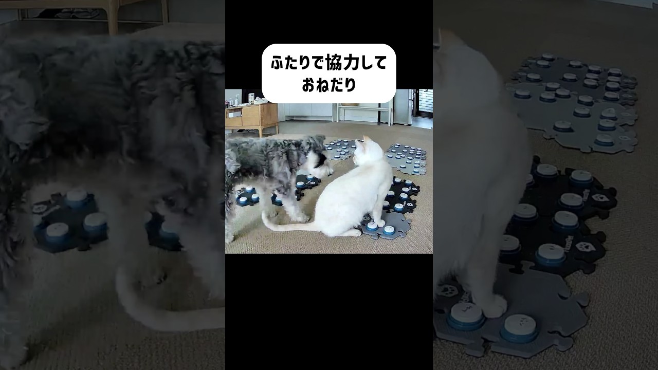 【犬と猫】協力してママにおねだり　#しゃべる犬モネ