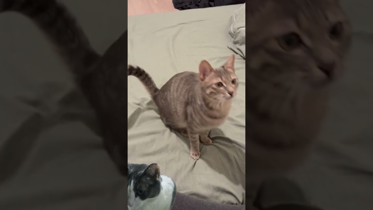 🎬✨ "El gatito actor regresa: ¡La secuela más adorable! 🐾❤️ #CatDrama #Parte2 #GatitosFamosos