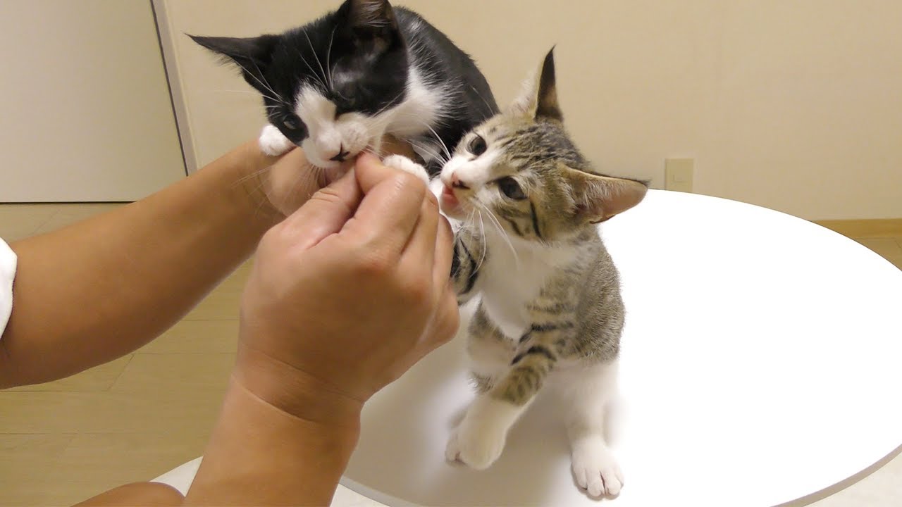 子猫たちに初めておやつをあげてみたら大喜びしてこうなっちゃいましたw