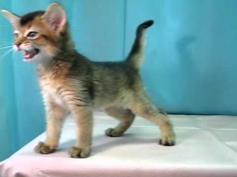 ソマリ　№110524　ペットショップ『ヒラマツケンネル』の子猫