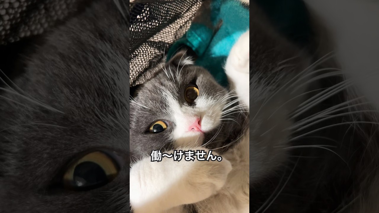 猫は今日も働けません。　#cat  #cats  #スコティッシュフォールド  #shorts  #ねこ　#猫　#ネコ