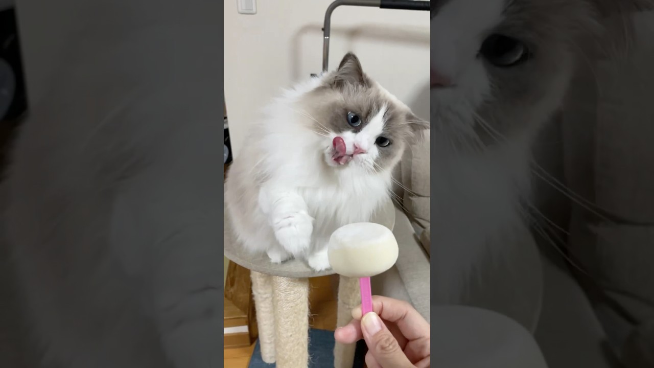 得意技【スライディング】#ラグドール#catlover #cat #猫好きさんと繋がりたい
