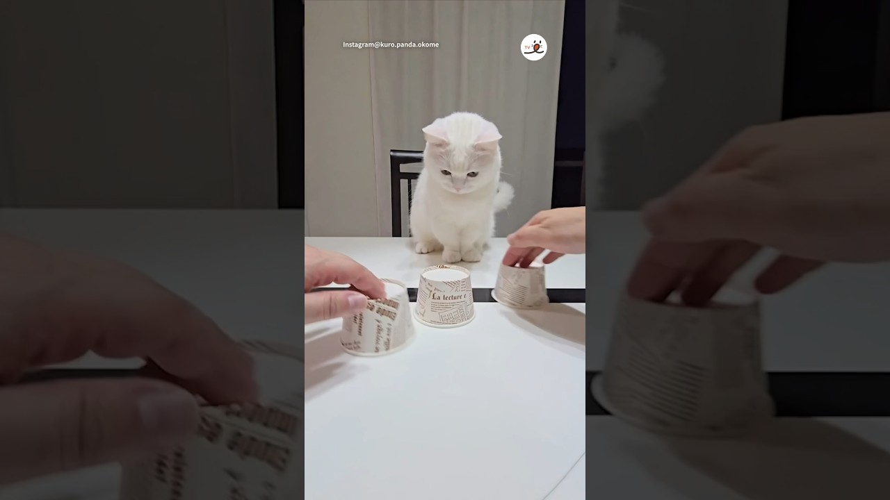 シャッフルゲームをしてみた｜PECO #白猫 #マンチカン #猫 #愛猫家 #猫のいる暮らし #whitecat #munchkin #cat #catlover #catlife