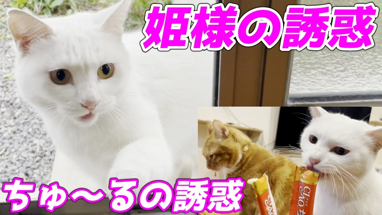 庭子猫とちゅ～るの誘惑よりも恥じらいの方が勝る末っ子猫…笑［いきる君とクウちゃん］