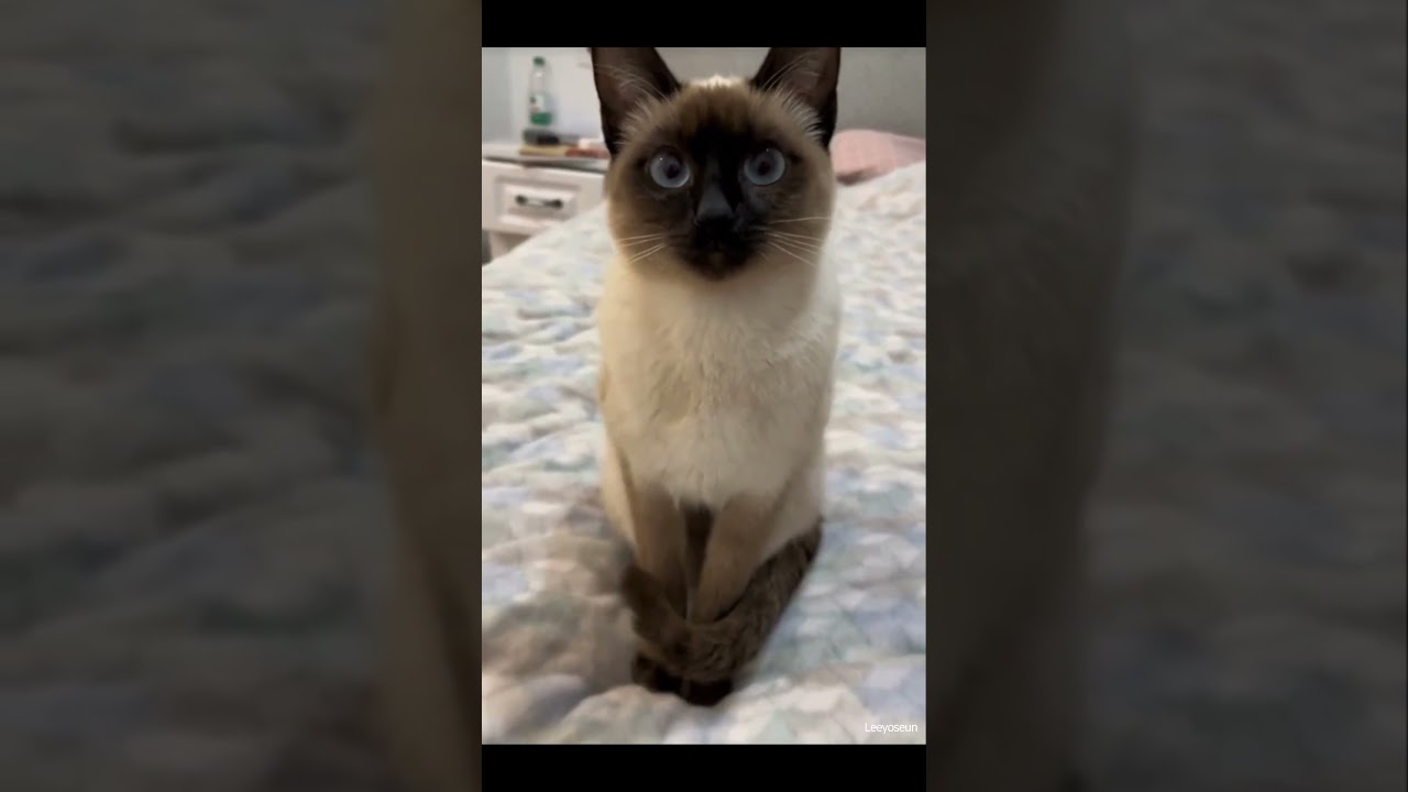 Adorable Cat Looking Around with Curious Eyes