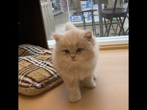【店頭デビュー】　マンチカン