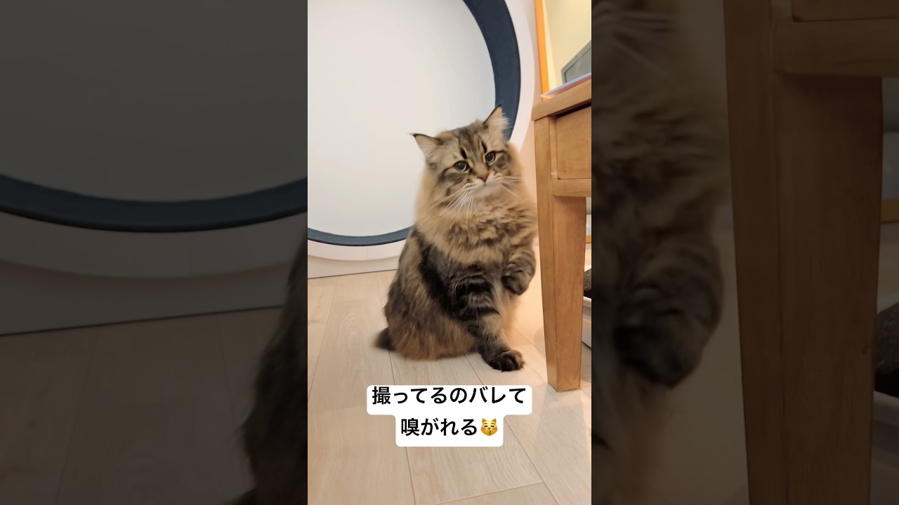 ゼロ距離クンクン #サイベリアン #猫 #くんくん