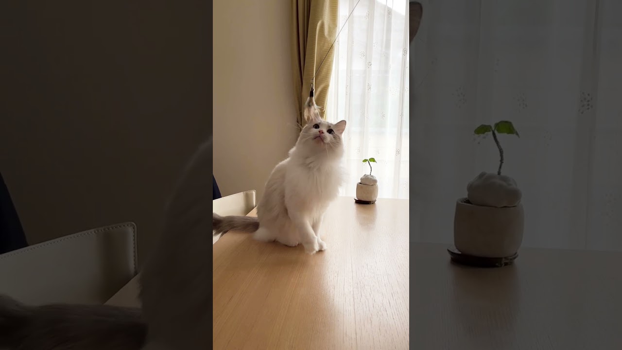 猫パンチの特訓中#ラグドール #ねこのいる生活 #猫パンチ