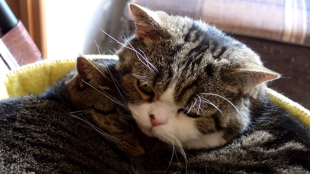 一緒に寝ることにしたねこ２。-Maru&Hana take a nap together 2.-