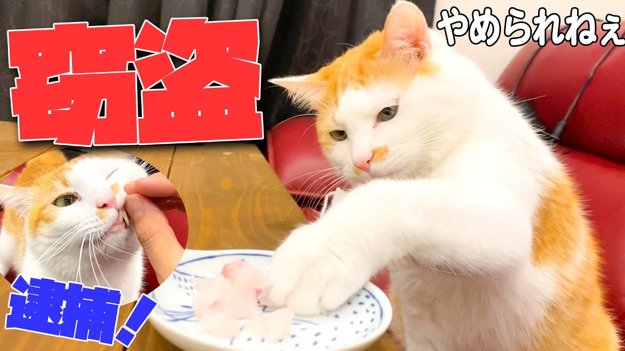 【速報】鯛の美味さを知った猫、盗みを働き現行犯逮捕
