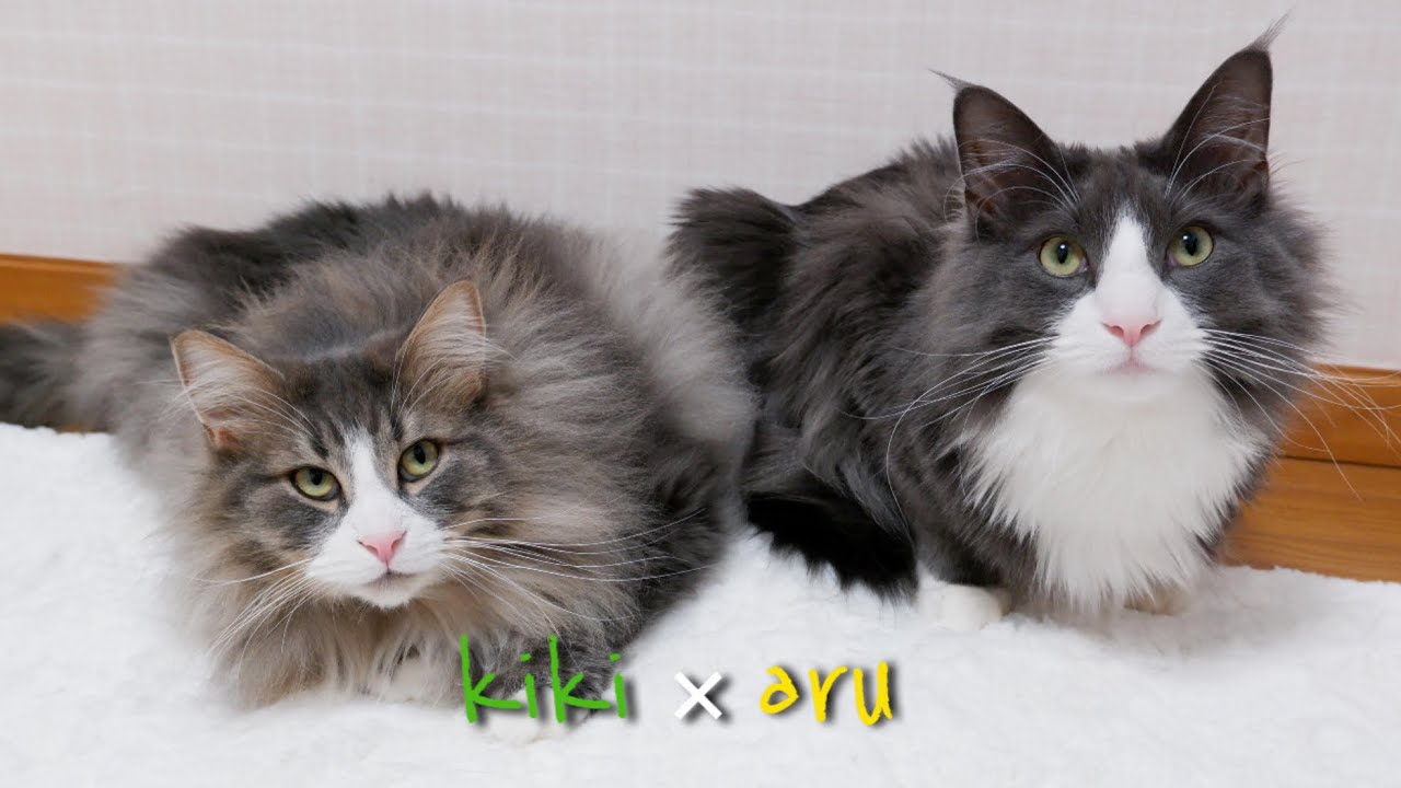 【元気もりもりペア】ノルウェージャンフォレストキャットとターキッシュアンゴラの活発すぎるふたりww