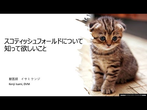 #11【獣医師が解説】スコティッシュフォールド好きのあなたに絶対に知っておいて欲しいこと