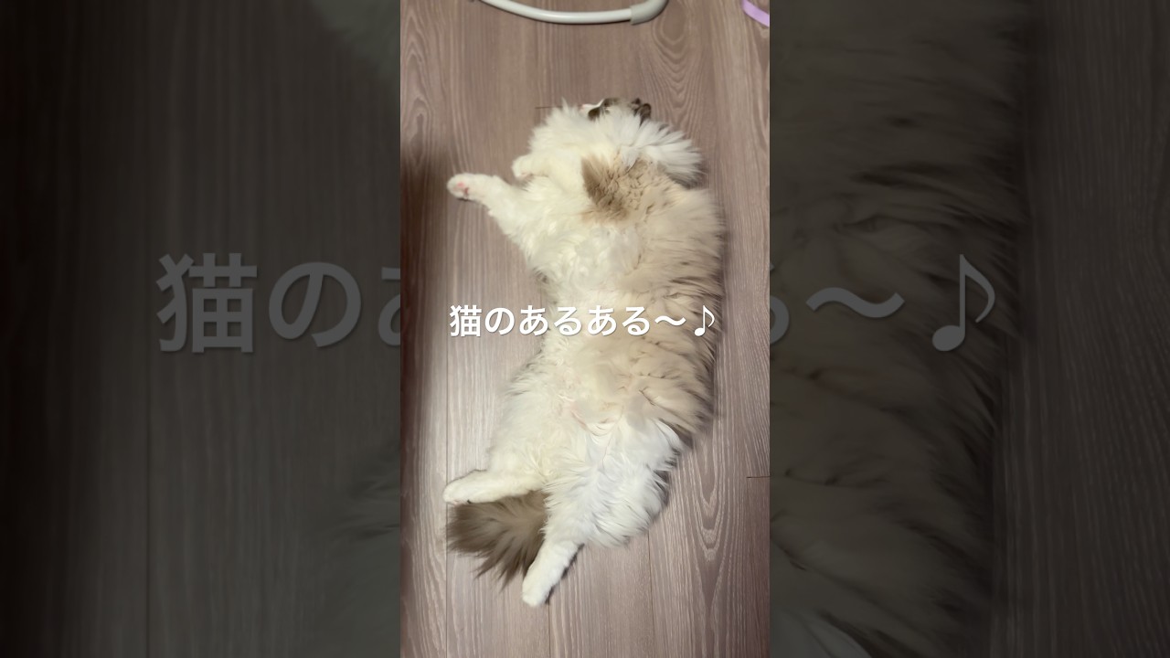 【ラグドール】長毛種の猫のあるある言うよ#猫のいる暮らし #ねこのいる生活 #はちわれ #ラグドール #shorts