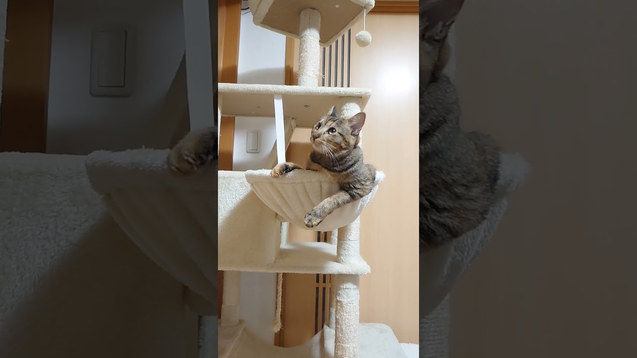 ご報告　子猫におっさんが乗り移りました...笑  #ねこ動画 #ねこ #子猫