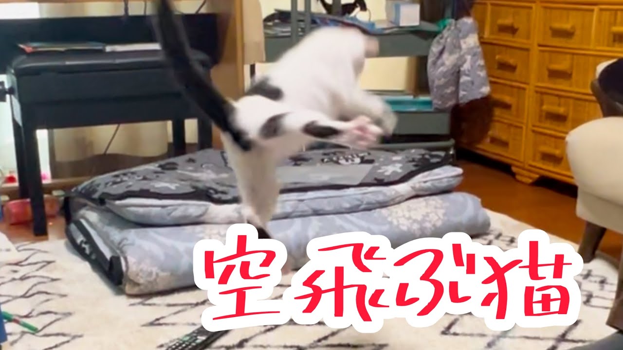 【空飛ぶ猫】着地のことを考えずに全力で飛び跳ねるミルねーさんの末路。＃保護猫＃ねこ＃cat