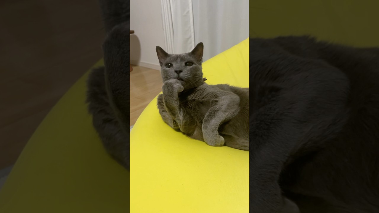 30秒で飽きたネコ_20250105 #shorts #cat #ロシアンブルー #猫