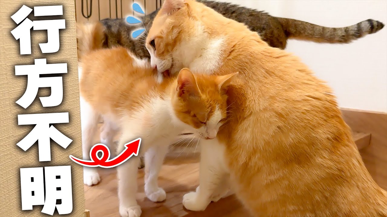 朝起きたら子猫の姿がなくなっていたので心配した猫たちと探しにいったら…