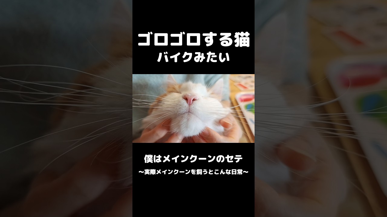 猫の幸せそうな顔 #メインクーン #猫のいる暮らし #mainecoon #cat