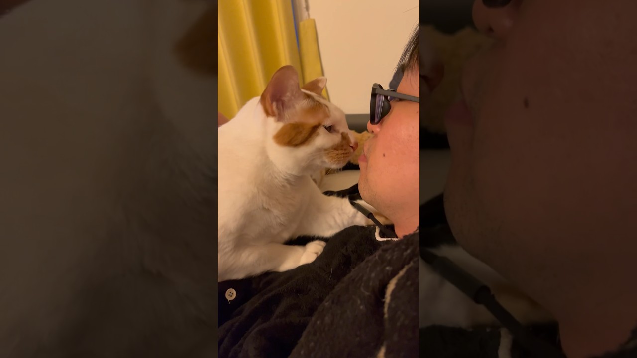 今年の初チュパ動画 #cat #保護猫 #猫 #日本猫