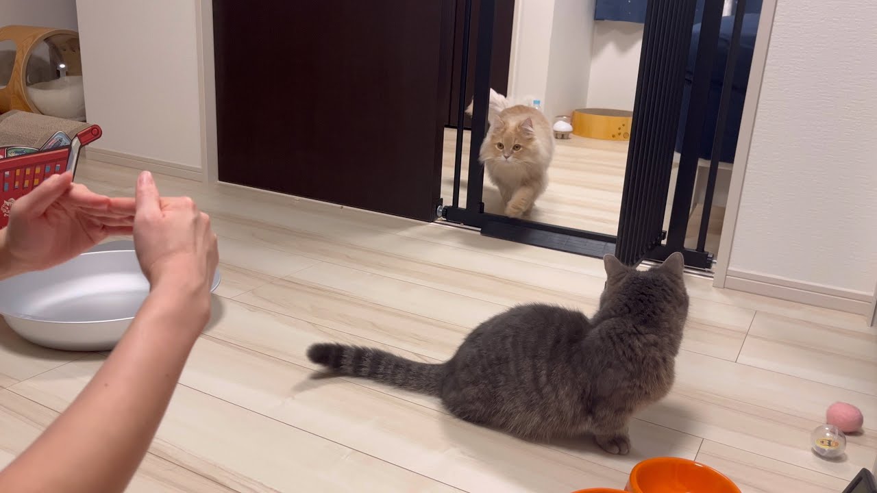 子猫から大人になるまでたくさん話しかけて育てた結果
