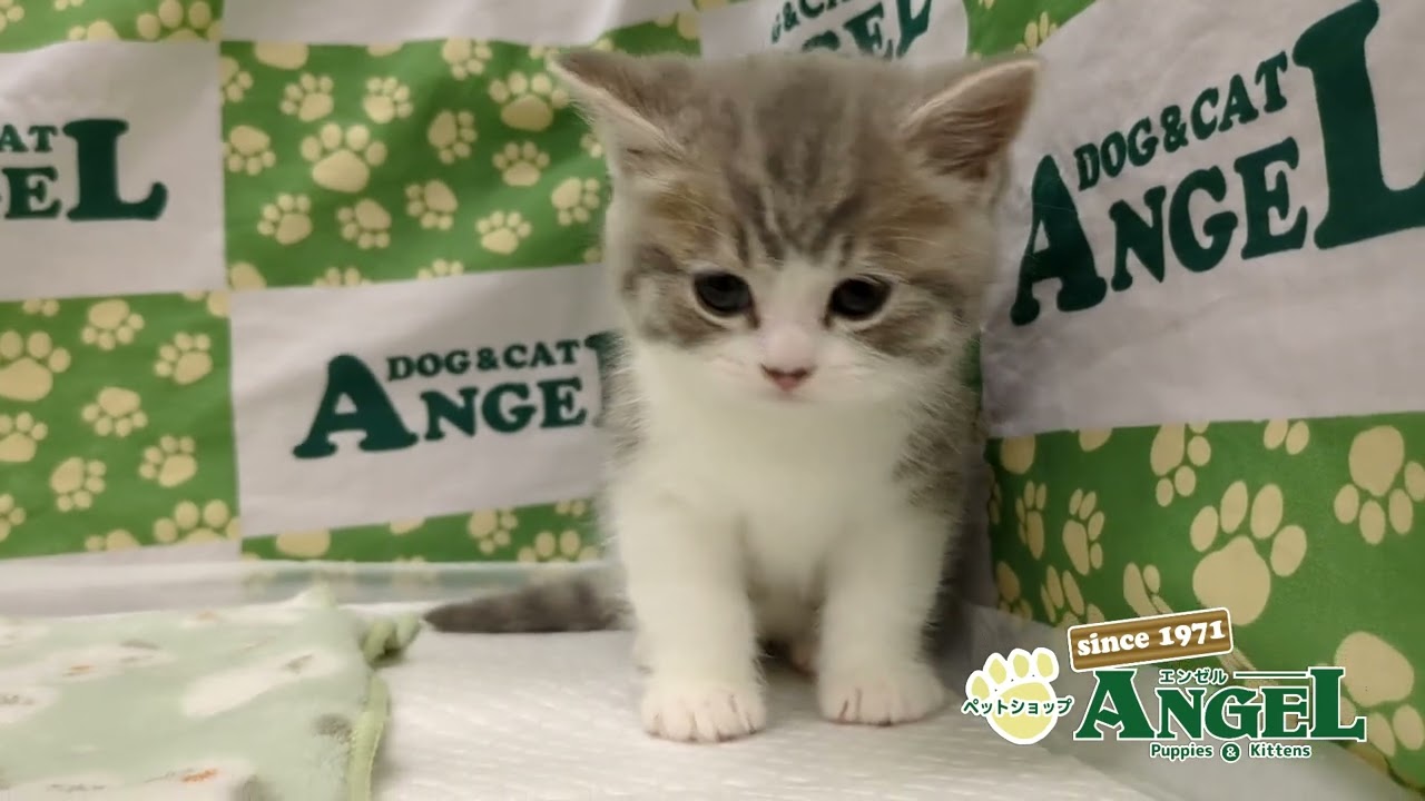 スコティッシュフォールド 2501046 【ペットショップエンゼル　子犬・子猫販売】