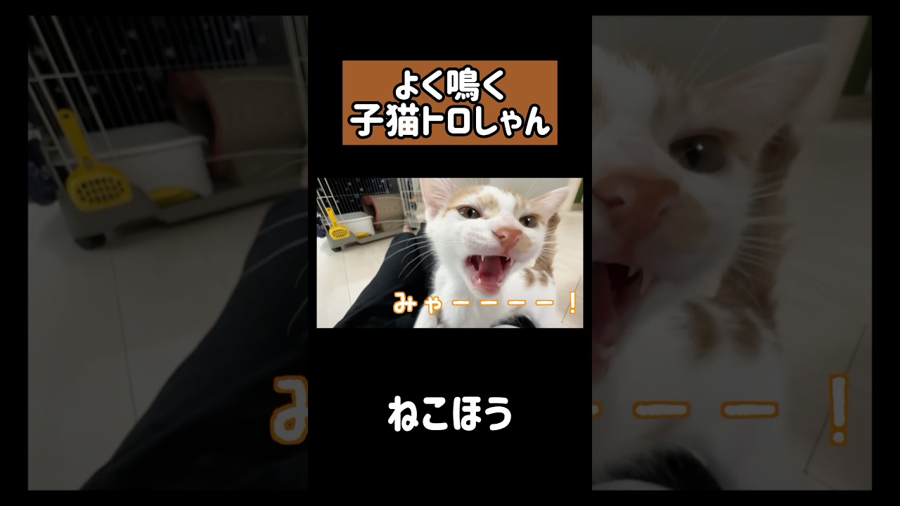 家に来て5日目の子猫トロしゃんの鳴き声！ #shorts