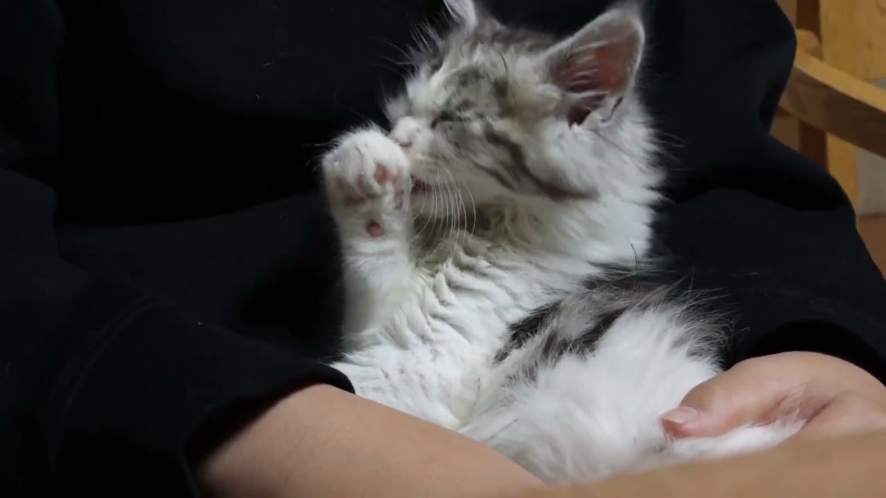 メインクーン子猫ムファサ君お渡し