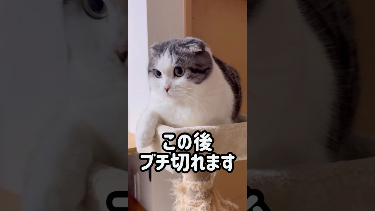 本人はかなり怒ってます#cat#ミーさん#スコティッシュフォールド#ねこ #ネコ