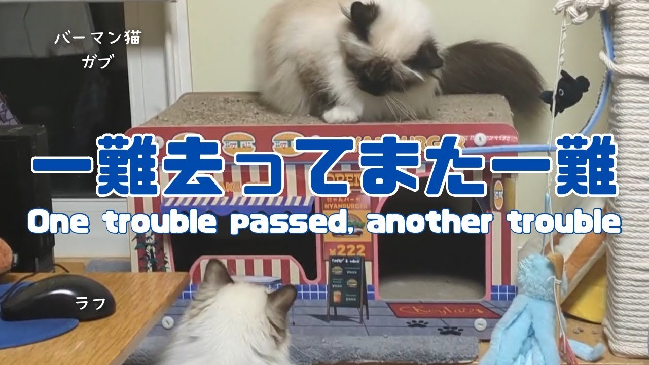 バーマン猫ガブとラフとウリ【一難去ってまた一難】One trouble passed, another trouble（バーマン猫）Birman/Cat