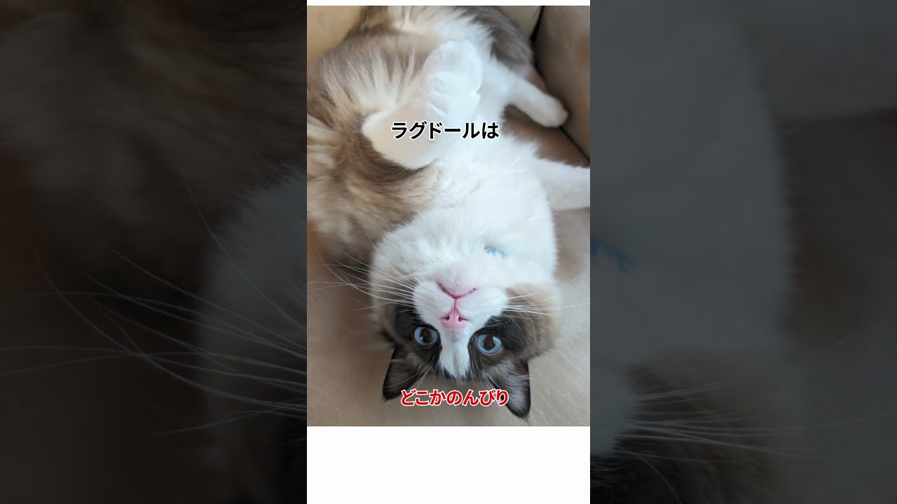 まるで“ぬいぐるみ”！ラグドールの愛らしい魅力