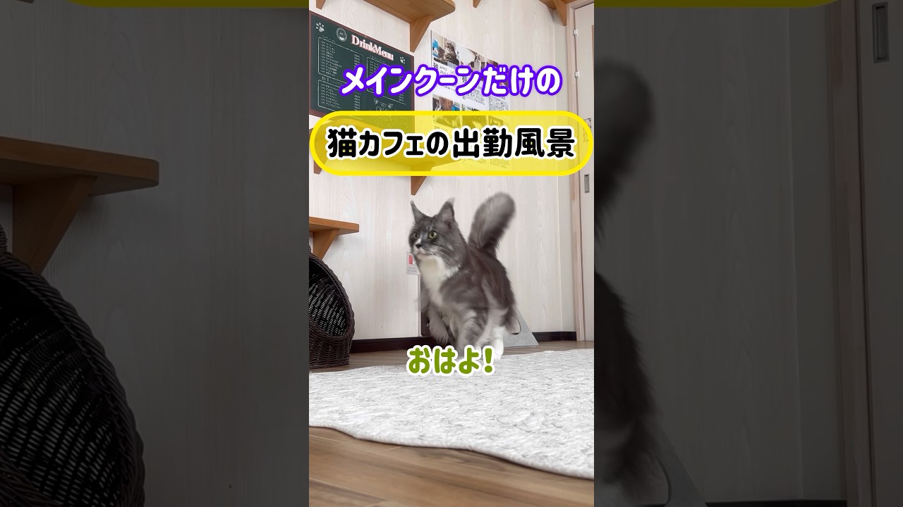 メインクーンだけの【猫カフェの出勤風景】#cat #cooncat #mainecoon #猫ドア
