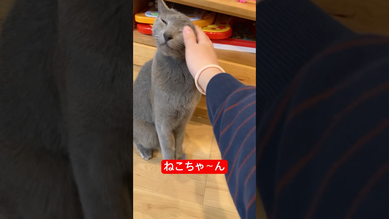 ねこちゃ〜ん#ロシアンブルー #猫