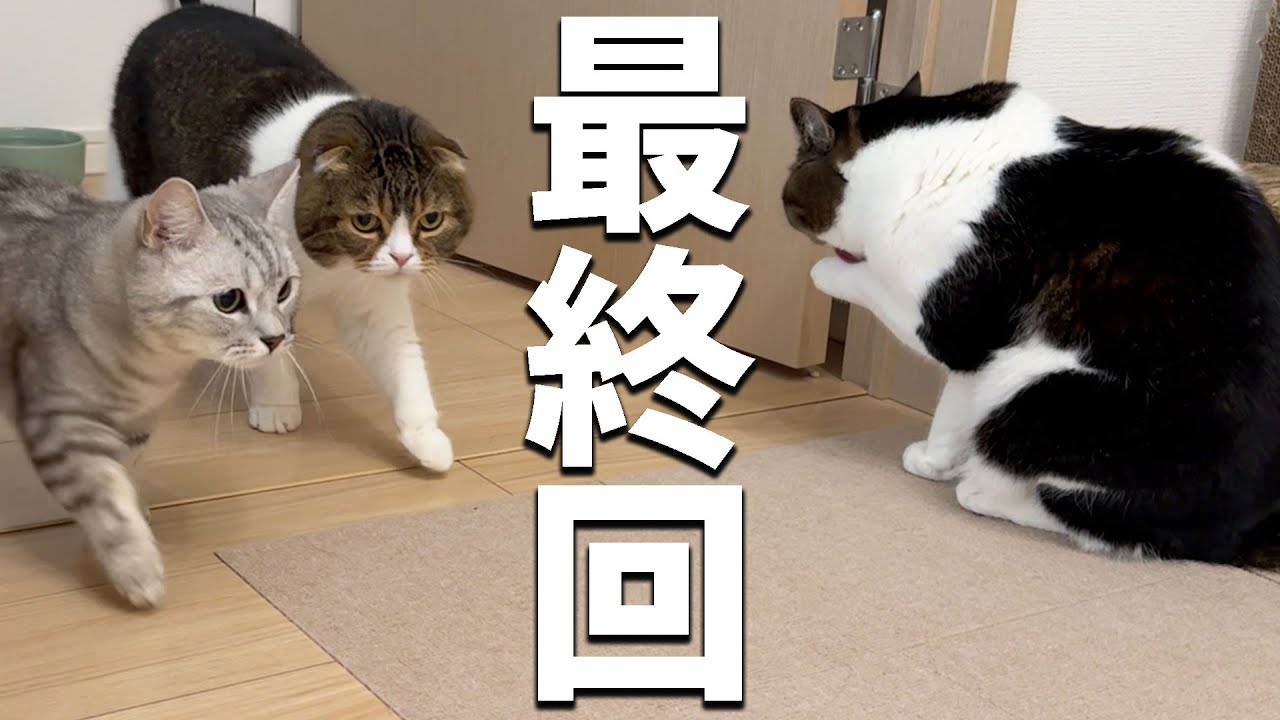 おっさんとオス猫だらけのハーレム生活最終回です。
