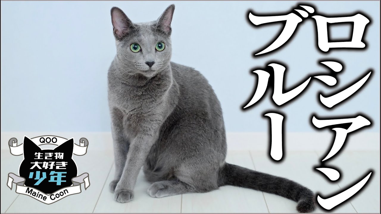 ロシアンブルーの魅力。物静かで美しい猫／飼い主に従順な性格／歴史／民話