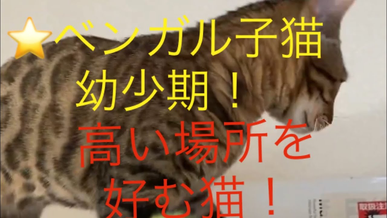 #ベンガル猫#ベンガル子猫#猫⭐️ベンガル子猫の冒険高い場所へホイホイ