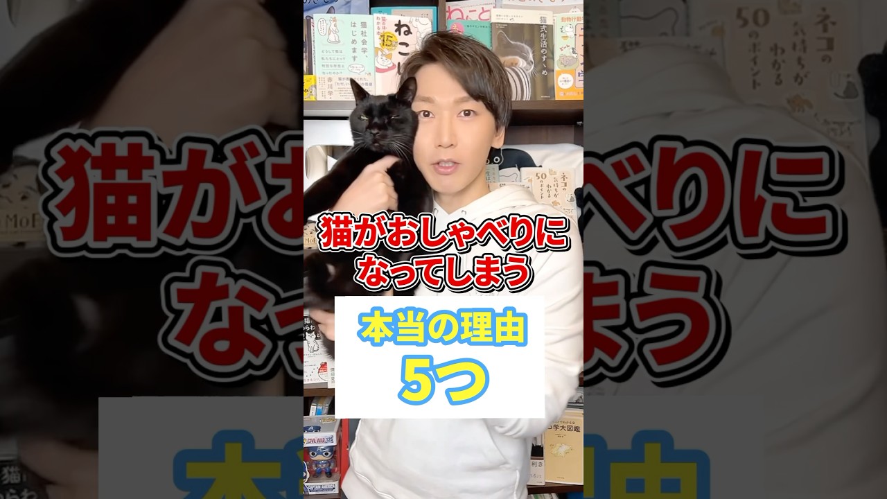 猫がおしゃべりになってしまう本当の理由５つ #猫 #猫好き #ねこ