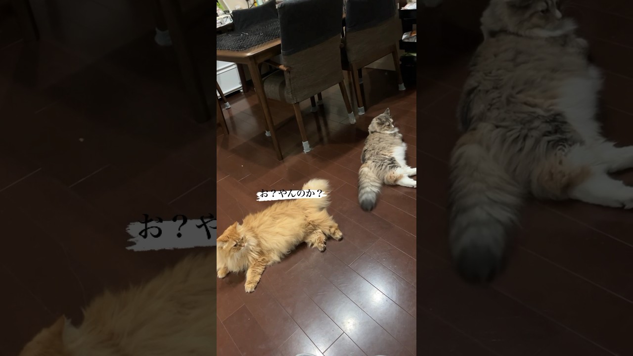 モフモフした尻尾の猫のケンカ　 #ノルウェージャンフォレストキャット #サイベリアン #ねこのきなこもち #norwegianforestcat #siberian