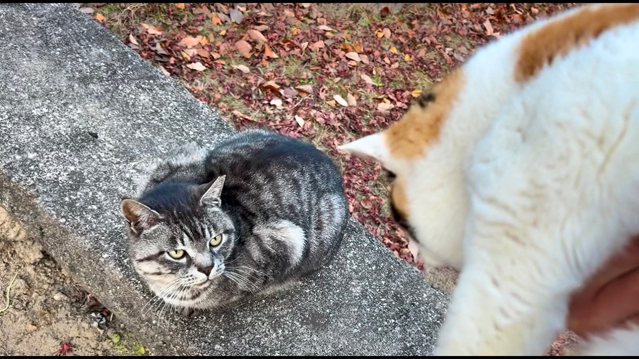 抱っこで空中から来た三毛ちゃんと尻尾合わせるサバトラ猫ちゃん