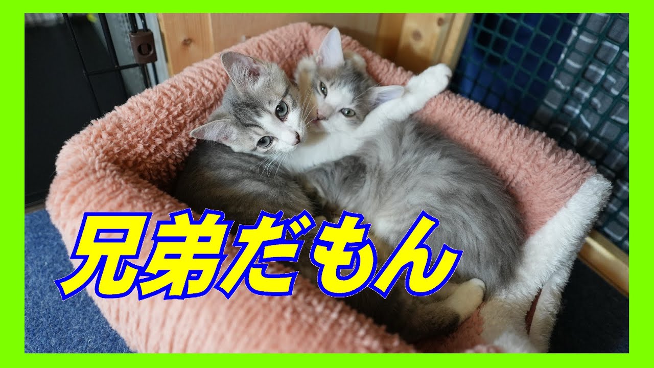 警戒心MAXの子猫が見せた意外な行動とは？