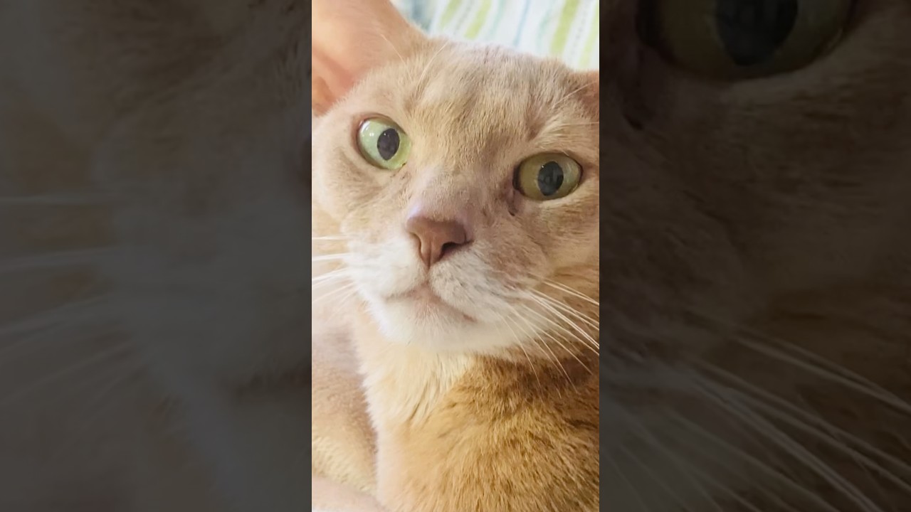 ソファーは猫のために#猫#こころ#いぶりん#アビシニアン#レッド#フォーン#cat#abyssinian#red#fawn