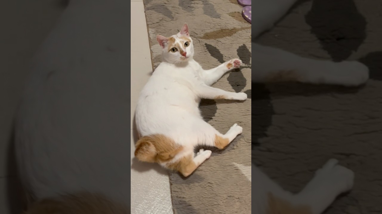 Cute Japanese Bobtail Cat